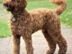 labradoodle_20211220_1270649686